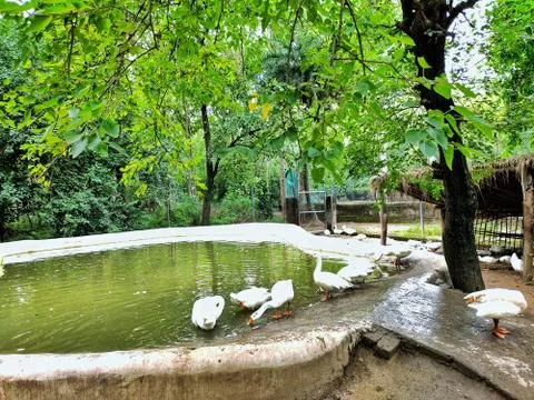 White ducks 스톡 사진