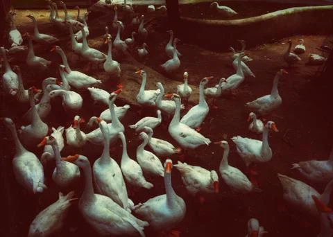 White ducks Stock Photos