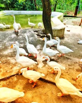 White ducks 스톡 사진