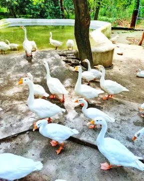 White ducks 스톡 사진