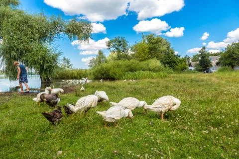 White ducks Stock Photos