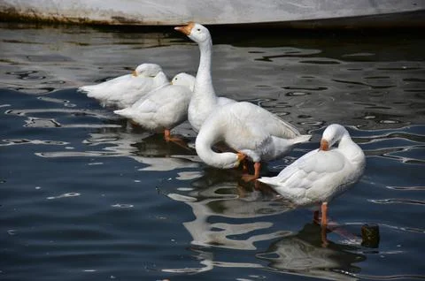 White Ducks Stock Photos
