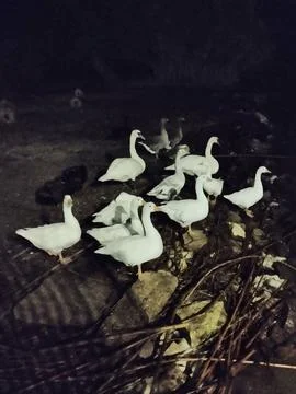 White ducks Stock Photos