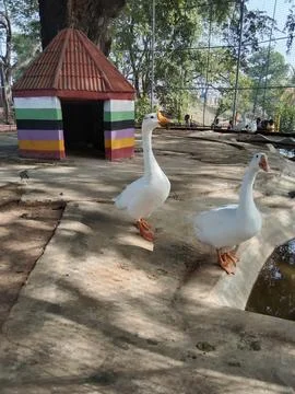 White Ducks Stock Photos