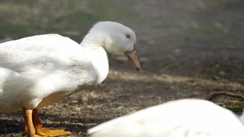 White Ducks picking up some food along the way Stock Footage 328601270