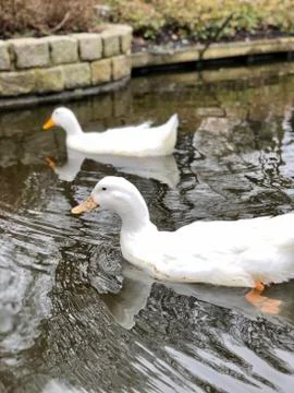 White ducks in a pond Stock Photos