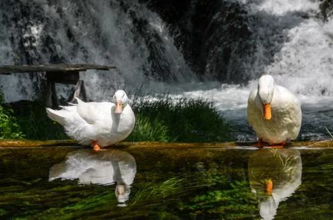 White ducks portrait. Ducks with standing near the river and waterfall Stock Photos