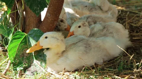 White ducks resting on the grass lawn in shadow Stockbeeldmateriaal 67636867
