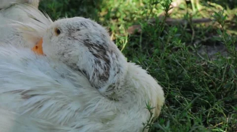 White ducks resting on the grass lawn in shadow 스톡 동영상 67636897