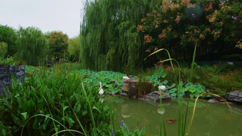 White Ducks Resting on Rocks Among Lotus Leaves in Serene Pond 動画素材 336529610