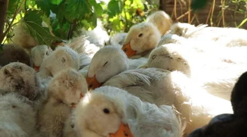 White ducks rests on the grass lawn in shadow Vidéo 67636745