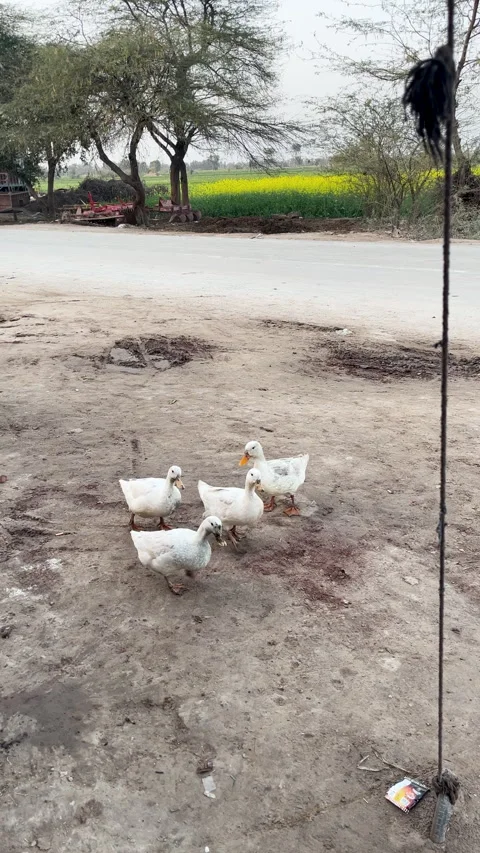 White Ducks by Rural Roadside Stock Footage 334741243
