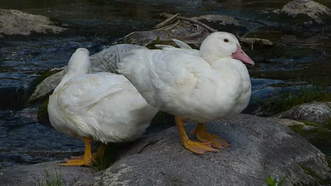 White ducks shot around the river Stock Footage 236713464
