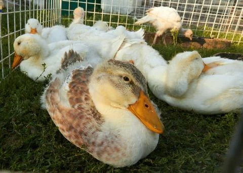 White ducks sitting in grass isolared Stock Photos