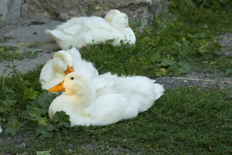 White ducks sitting in grass Stock Photos