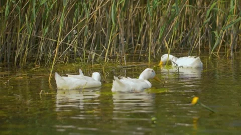 White ducks splashing and eating in a river surrounded by reeds, in Bosnia Stock Footage 241692896