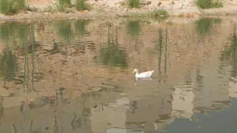 White ducks in still water Stock Footage 264976898