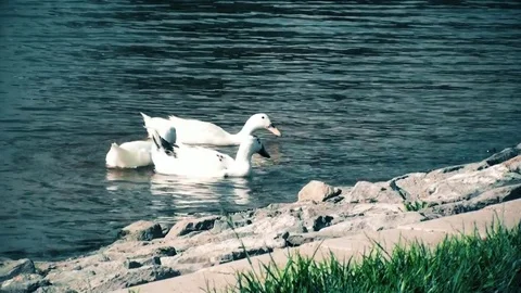 White ducks swimming and looking for food in a pond Stock Footage 78289299