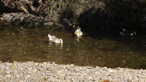 White Ducks Swimming in a Clear Mountain Stream with Rocky Shore Stock Footage 340148582