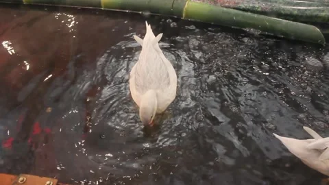White ducks swimming in river water Stock Footage 280444232