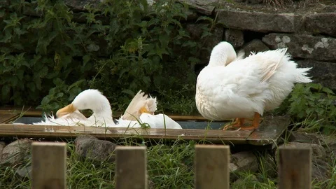 White Ducks Taking Bath Stock-Footage 115807037