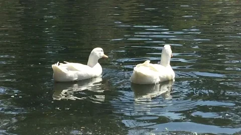 White Ducks Wagging Tail in Pond Stock Footage 75821030