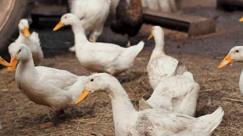 White ducks walk on the ground, strewn with straw, close-up Stock Footage 128587014