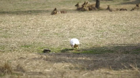 White Ducks Walking Around Stock Footage 329118898