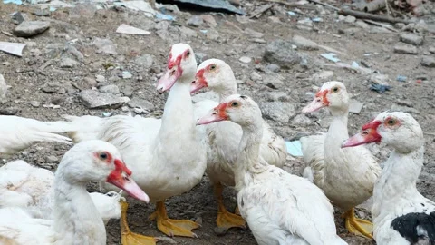 White ducks in the yard. Close-up of the heads of white geese roaming around. Video stock 318164113