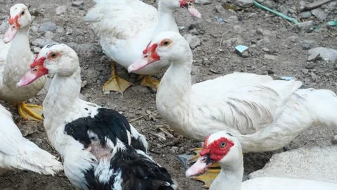 White ducks in the yard. Close-up of the heads of white geese roaming around. Stockbeeldmateriaal 318164126