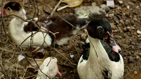 White ducks in the yard. Stockbeeldmateriaal 318161422