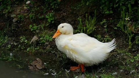 White ducs in the pond Stock Footage 97292330
