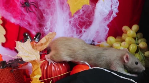 A white Dumbo rat crawls among pumpkins Stock Video Pond5