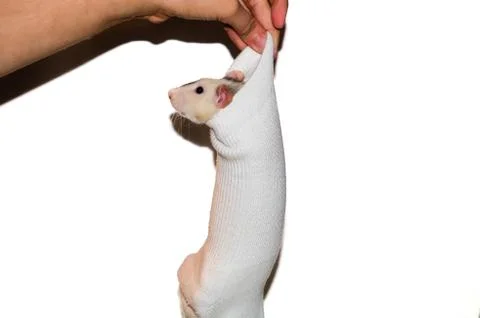 White dumbo rat inside sock Stock Photos
