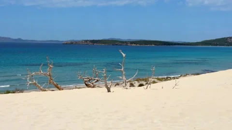 White Dunes and Dead Trees Along Porto Pino Coast Sardinia Stock-Footage 336940074