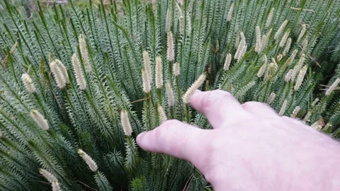 White dust coming out of the stiff clubmoss plant in Estonia Stock Footage 201993931