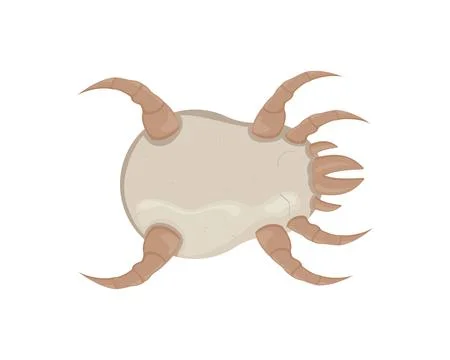 White dust mite vector illustration. Microscopic dangerous insect Stock Illustration