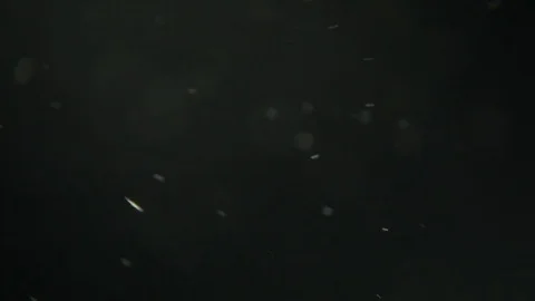 White Dust Particles Flying On Black Background. Slow motion. Stock Footage 74670708