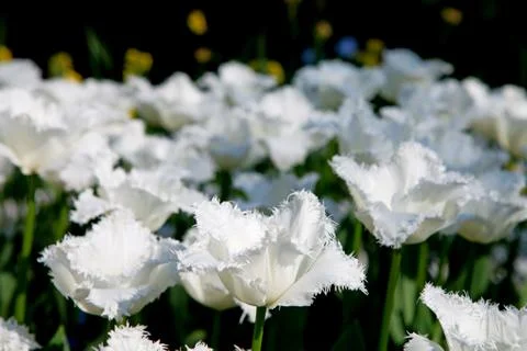 White dutch tulips Stock Photos
