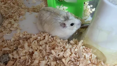White Dwarf Hamster Drinking Water in Cage Close Up Stock Footage 335870772