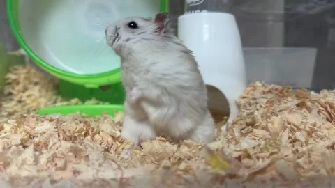 White Dwarf Hamster Grooming Its Face in Wood Shavings Stock Footage 338293630