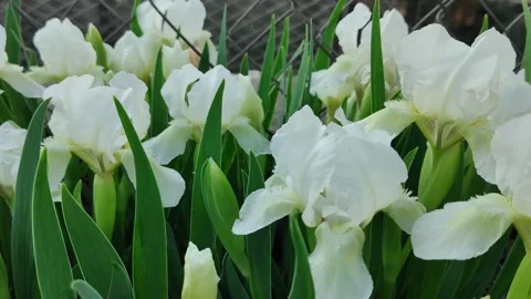 White dwarf irises 1 스톡 동영상 308385228