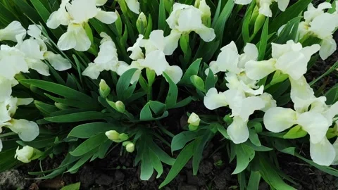 White dwarf irises 2 Video stock 308385551