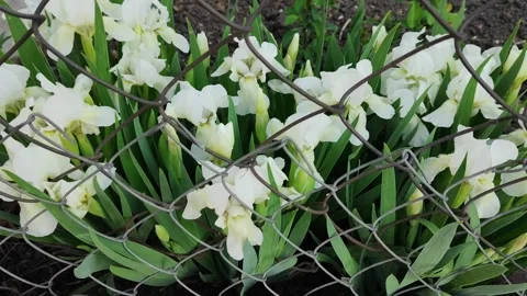 White dwarf irises 4 動画素材 308385664