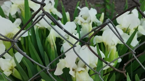 White dwarf irises 5 Stock-Footage 308385685