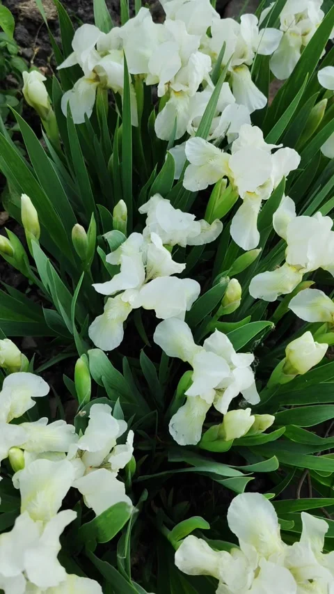 White dwarf irises 6 Video stock 308385688
