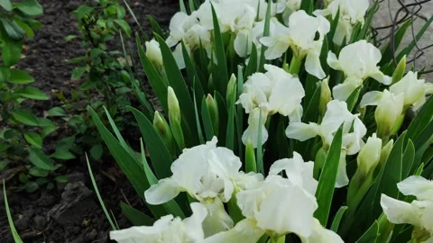 White dwarf irises Stock-Footage 308385185