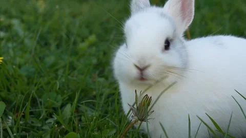 White dwarf rabbit eating dandelion while sitting in verdant meadow 库存影片 309704197