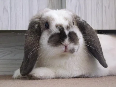 White dwarf rabbit Stock Photos