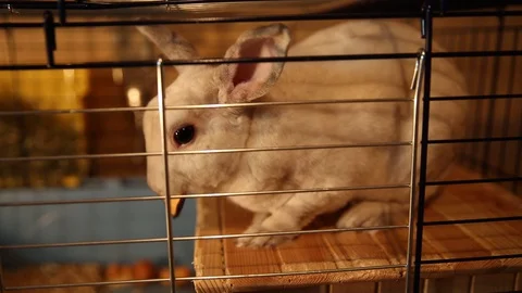 White dwarf rabbit sits in a cage and eats a treat Stock Footage 127908980